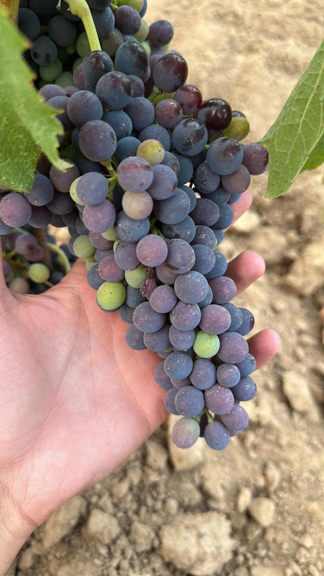 Agriturismo Re Di Fiori دونوراتيكو المظهر الخارجي الصورة