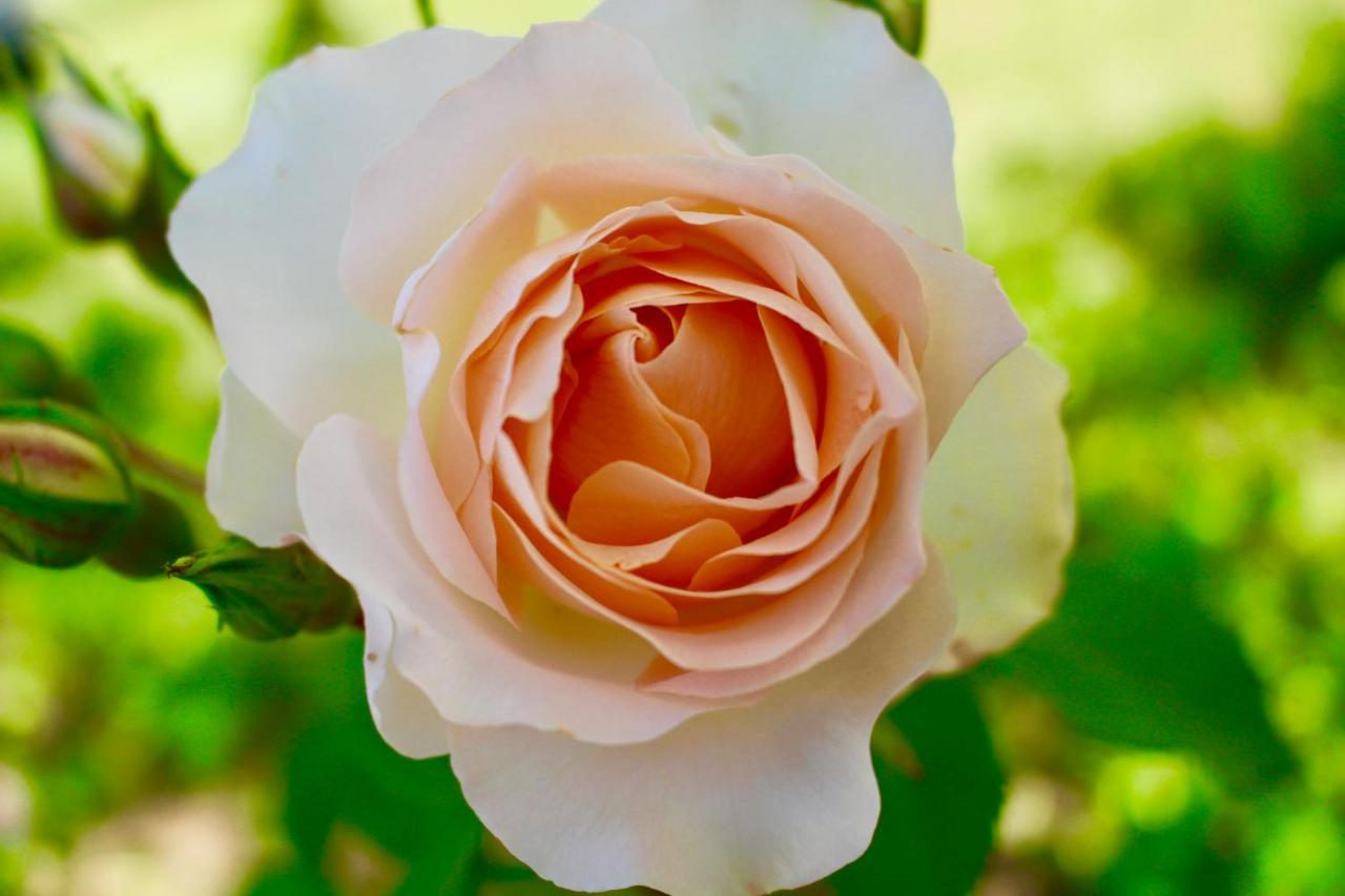 Agriturismo Re Di Fiori دونوراتيكو المظهر الخارجي الصورة